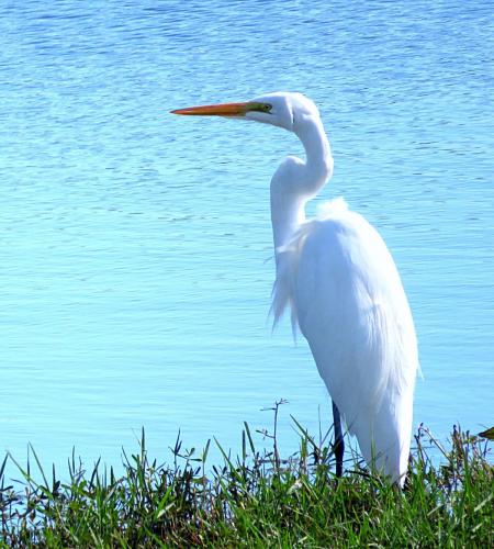 Great Egret