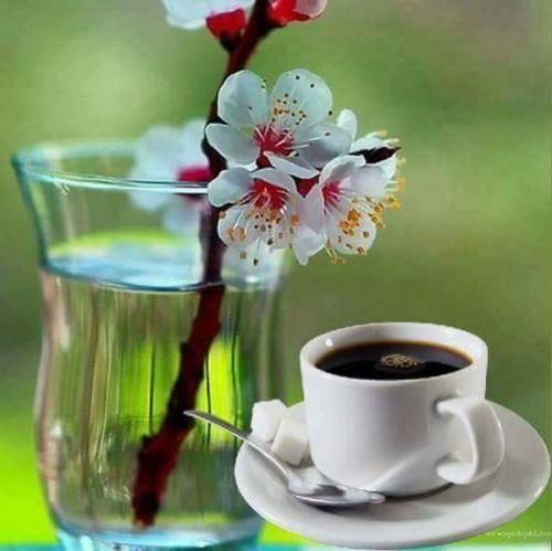 18403269_10203030313394702_2058509325471694749_n_10203030313394702