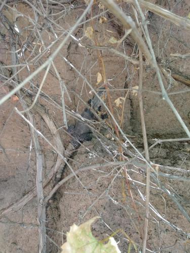 23:03:09 GMT-0700 (MST)