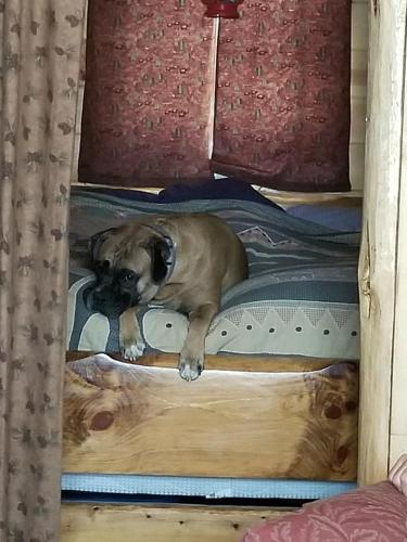 Odie