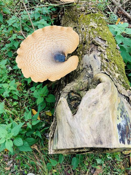 2D8B0A1B-2E73-4BD9-870E-9DAFFE12986A