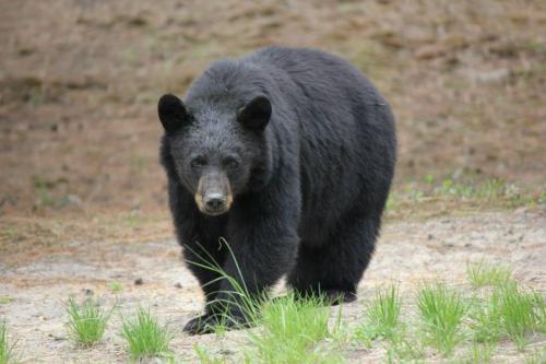 10426895_10204071917016798_8363646313325892642_n_10204071917016798