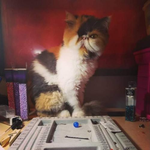 FB_IMG_1599359540197