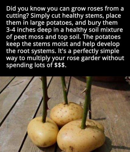 20245599_10203382716724565_4476666545253195097_n_10203382716724565