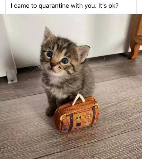 came to quarantine with you