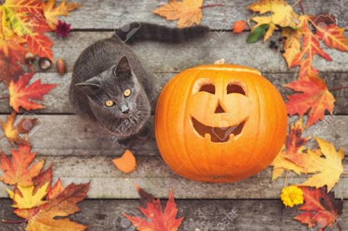 cat and pumpkin