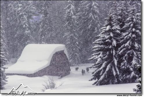 Moose-barn-snow