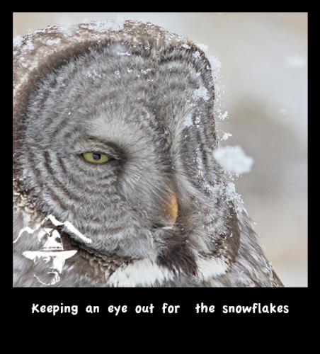 eye-out-snowflakes