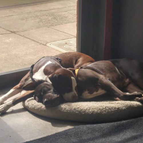 17505350_1453230618040960_9193313578970963702_o