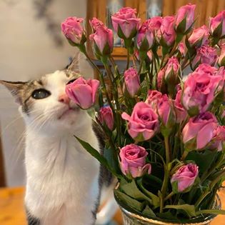 93811495_10208048326082556_7164062014447288320_n