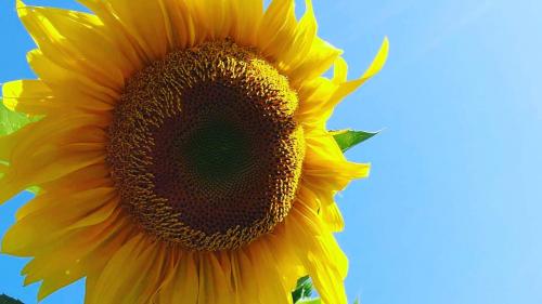 My 14 foot sunflower