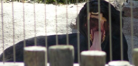 Black Leopardcropped