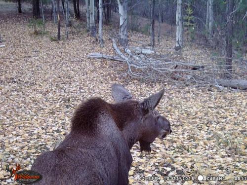 46941022_10217827188489988_7000070340495802368_o_10217827188409986