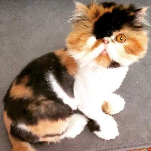 FB_IMG_1599359406343