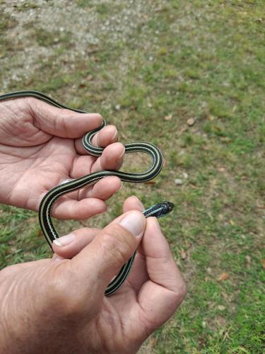 16:15:17 GMT-0500 (CDT)