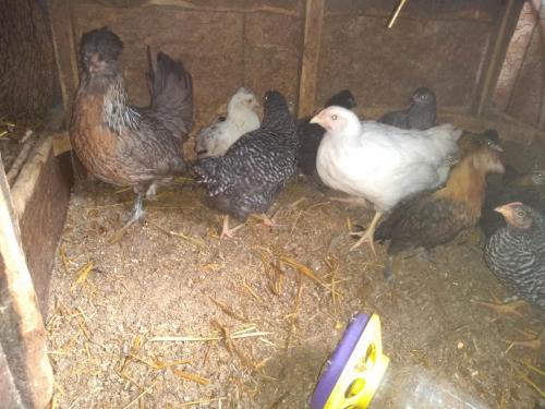 12:54:03 GMT-0500 (CDT)