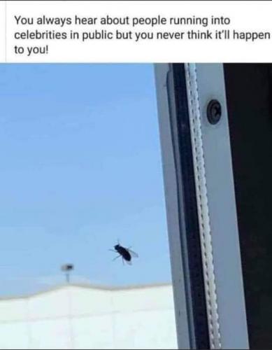 Hey I saw a celebrity