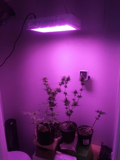 15:35:56 GMT-0600 (CST)