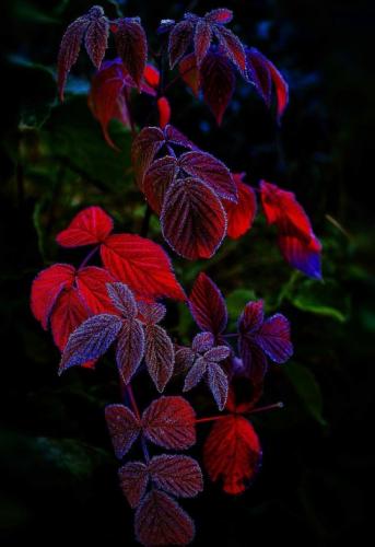 tumblr_4025b2892a7ec9770a8798af8a38036c_7c814a35_540