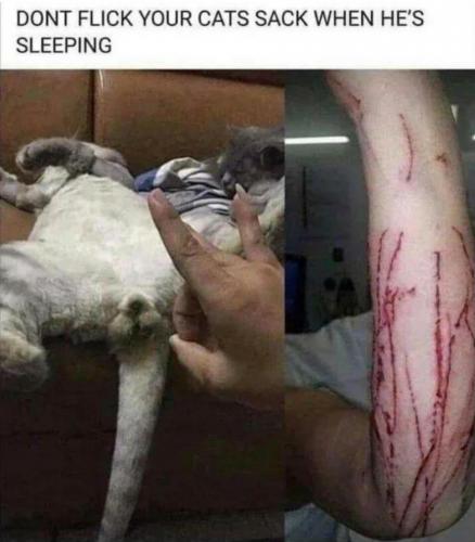 Cat Don't Flick His Balls