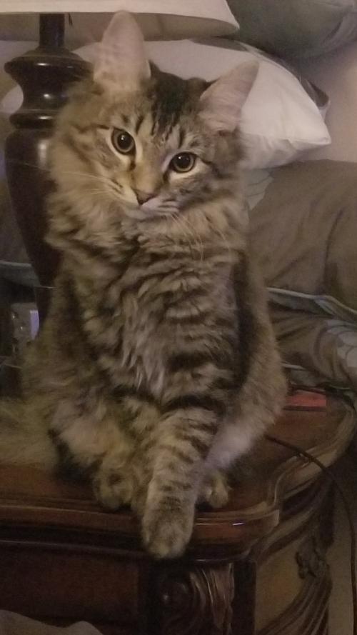 15:58:37 GMT-0800 (PST)