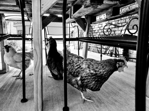 20171115_144523A-EFFECTS_pe