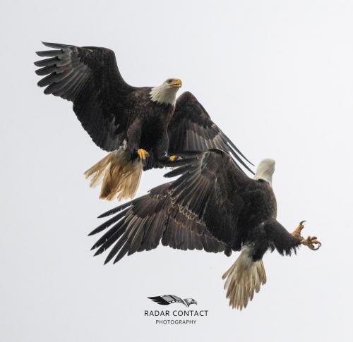 128102427_1285526168469683_5961913690030591585_o