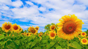 sunflowers
