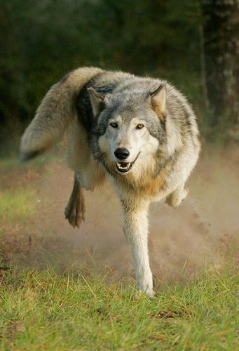 tumblr_inline_nnxr9kllIG1rpk3gm_400