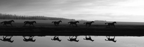 2011-11-19 16.15.0020111119-LRE - 4 b&wed