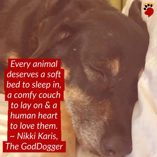 HEARTWARMING-INSPIRING-ANIMAL-MESSAGE-QUOTE (3)