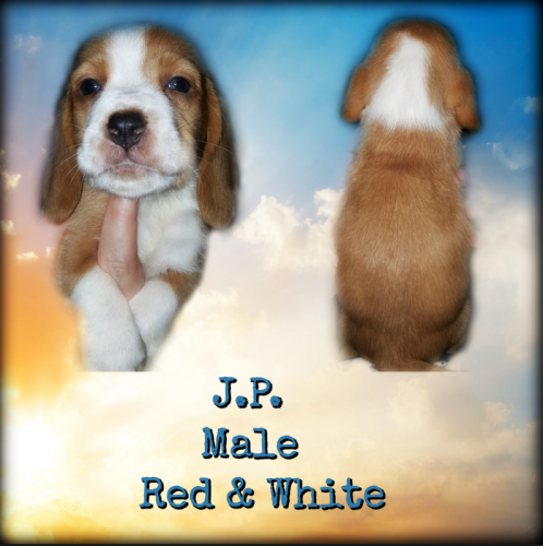 55860870-1273809662773612-7221555241240494080-n