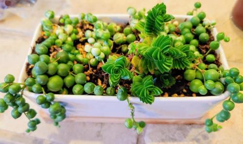 Rare Spiral and pearls