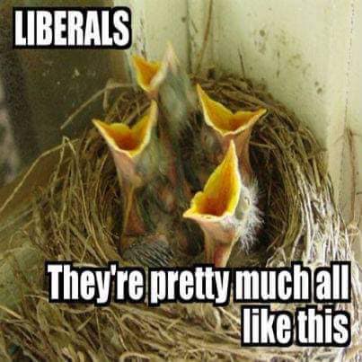 birdliberals_n