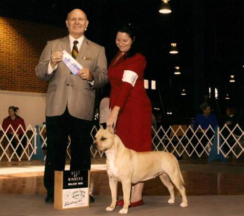 #AmericanStaffordshireTerrier