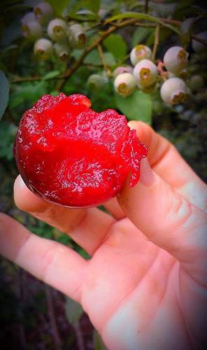 FB_IMG_1605313554878