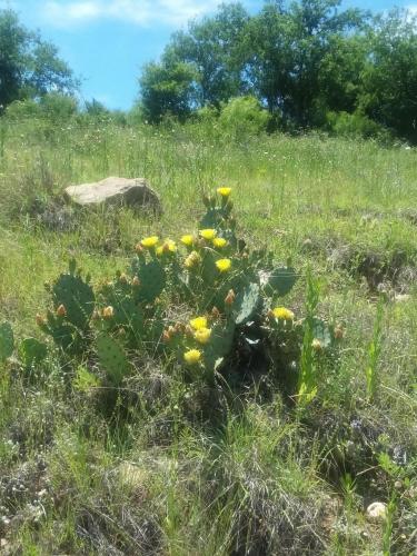 West Texas beauty