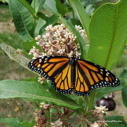 monarch-butterfly-on-milkweed