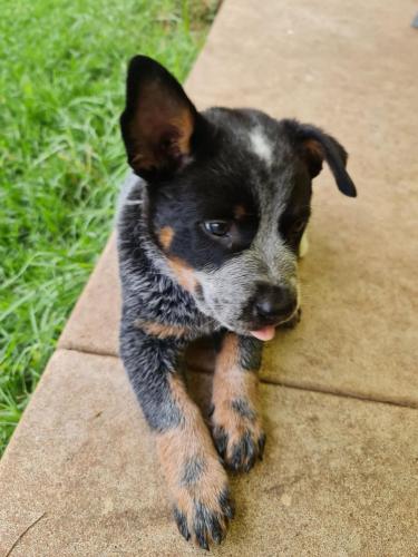 08:15:34 GMT+1100 (AEDT)