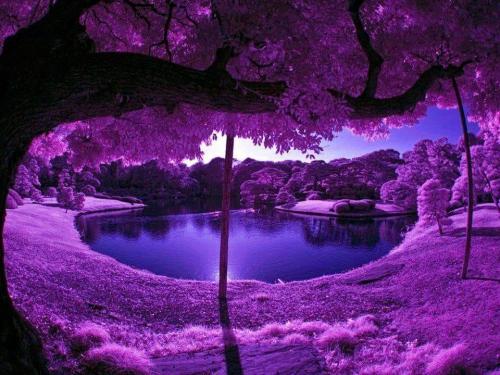 purple trees
