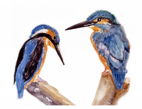 Kingfishers