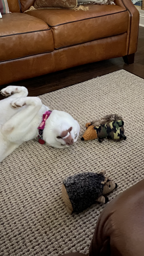 19:28:26 GMT-0600 (CST).image