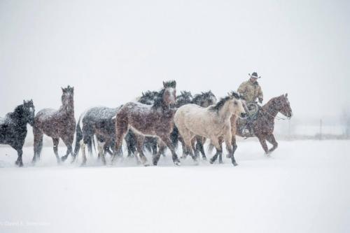 1960995_825065454181381_8737689101598839059_o