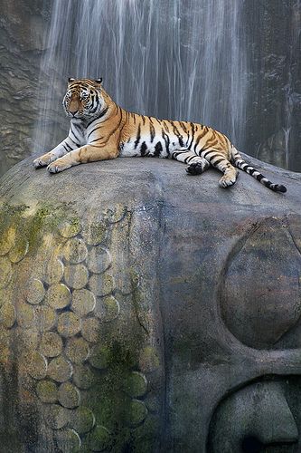 Bengal with Buddha