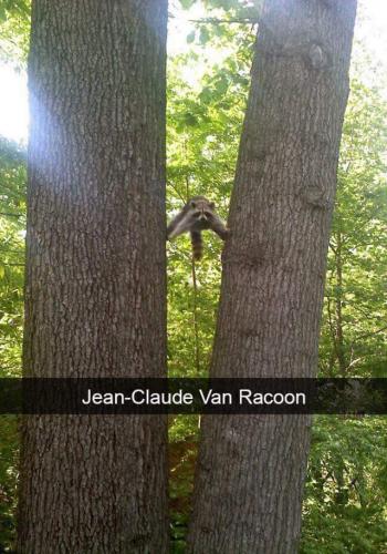 Jean-Clude Van Racoon