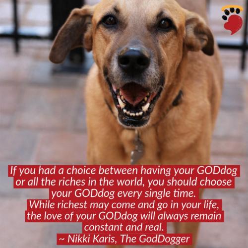 HEARTWARMING-INSPIRING-ANIMAL-MESSAGE-QUOTE (10)