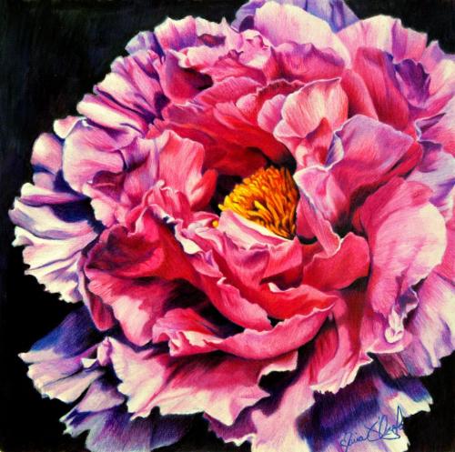 pink peony