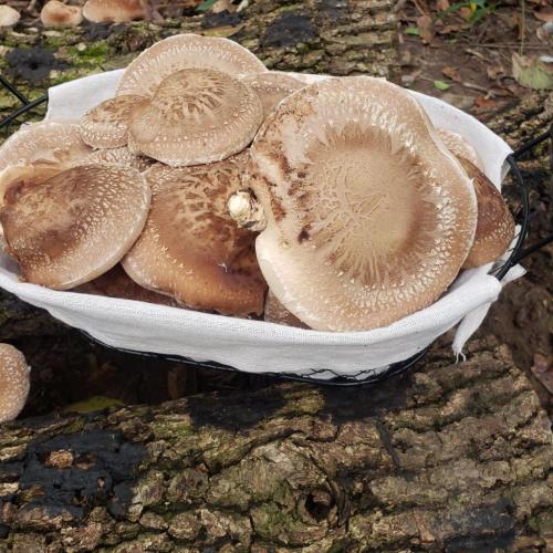 22:49:22 GMT-0600 (CST)