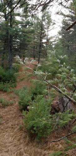 18:40:01 GMT-0600 (CST)