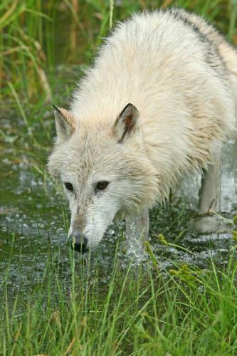 13000102_10204470594525074_5409181191773507042_n